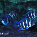 Blue Samazi Standortvariante aus Tansania