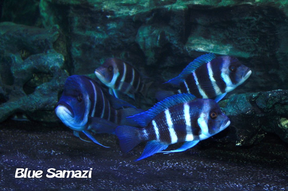 Blue Samazi Standortvariante aus Tansania