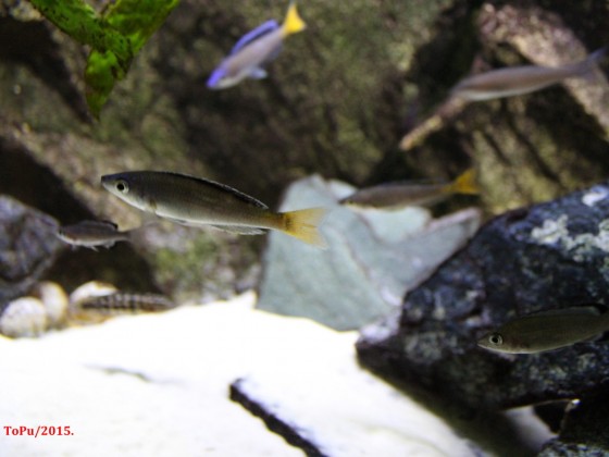 Cyprichromis leptosoma Utinta yellow tail