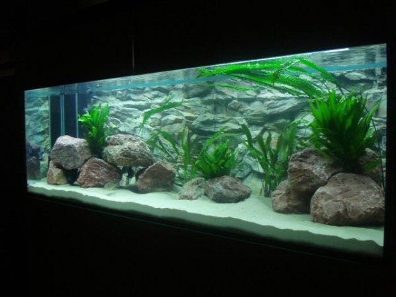 Gibberosas 1260l Aquarium