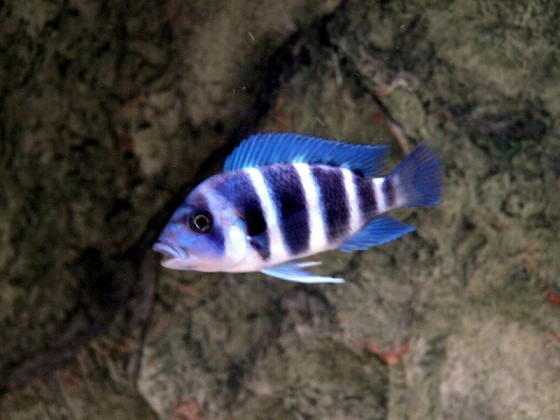 Frontosa Blue Zaire F1
