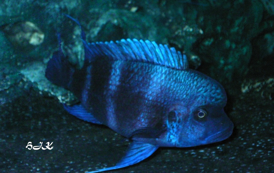 Blue Kipili Männchen