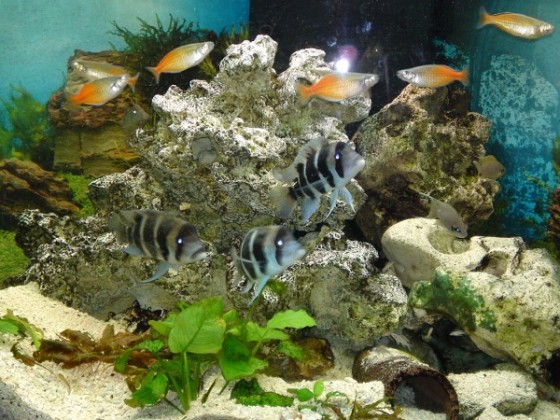 mein aquarium